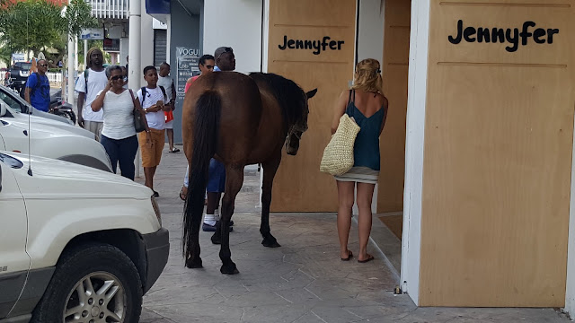 Fotografia de la travessia de 2017 · Un banyador poc discret · 6